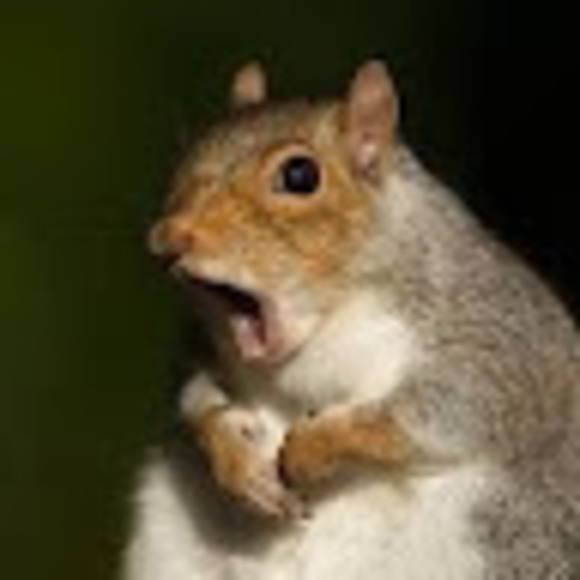 zeecretsquirrel